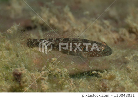 Fish in Lake Motosu Fish in Lake Motosu 130048031