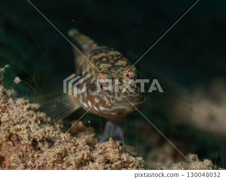 A fish thought to be a mudskipper from Lake Motosu A fish thought to be a mudskipper from Lake Motosu 130048032