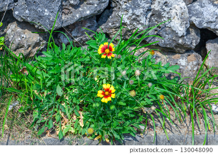 蓋拉迪亞 蓋拉迪亞 130048090