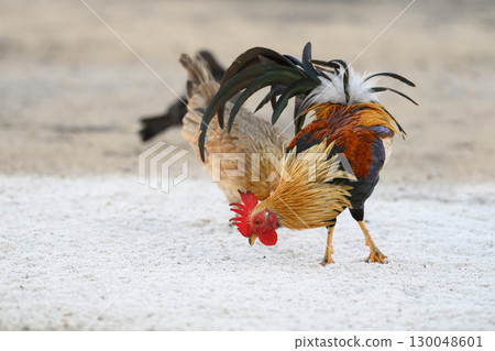 Selective focus of chicken.Chicken were looking for food. 130048601