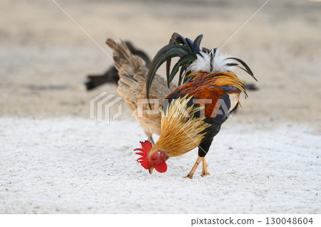 Selective focus of chicken.Chicken were looking for food. 130048604