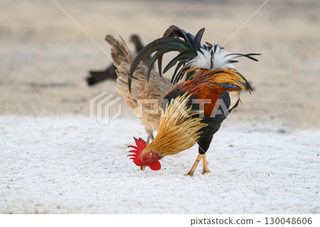 Selective focus of chicken.Chicken were looking for food. 130048606