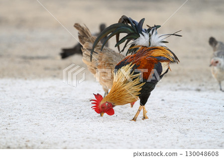 Selective focus of chicken.Chicken were looking for food. 130048608