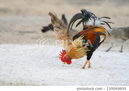 Selective focus of chicken.Chicken were looking for food. 130048609