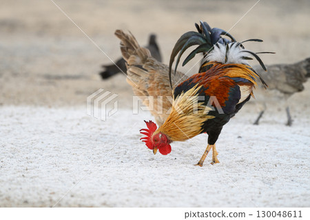 Selective focus of chicken.Chicken were looking for food. 130048611