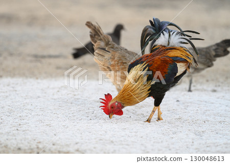 Selective focus of chicken.Chicken were looking for food. 130048613