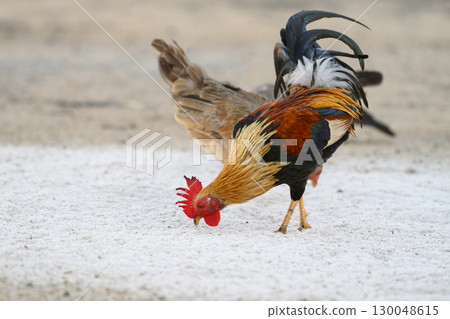 Selective focus of chicken.Chicken were looking for food. 130048615
