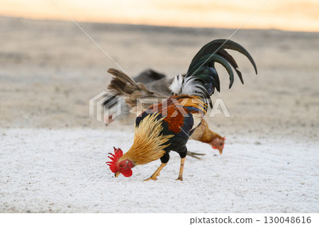 Selective focus of chicken.Chicken were looking for food. 130048616