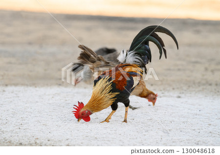 Selective focus of chicken.Chicken were looking for food. 130048618