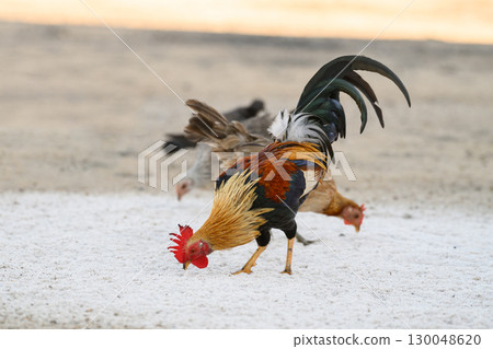 Selective focus of chicken.Chicken were looking for food. 130048620