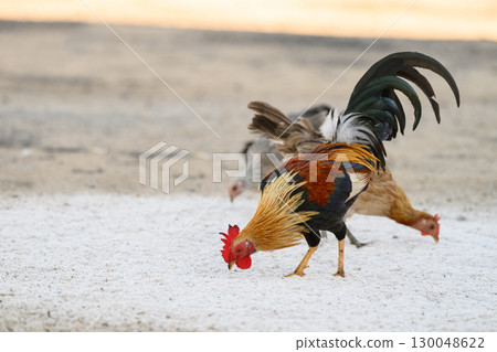 Selective focus of chicken.Chicken were looking for food. 130048622