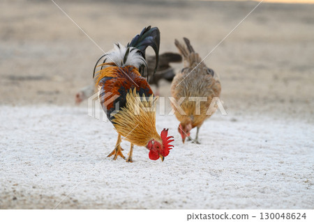 Selective focus of chicken.Chicken were looking for food. 130048624