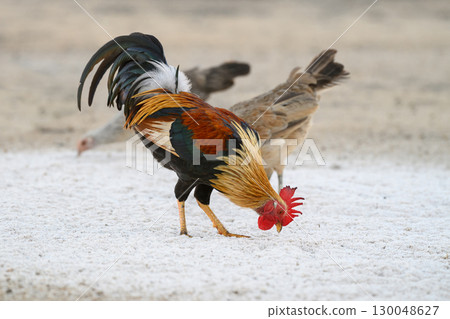 Selective focus of chicken.Chicken were looking for food. 130048627