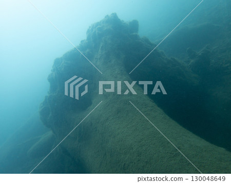 Stumps at Lake Motosu 130048649