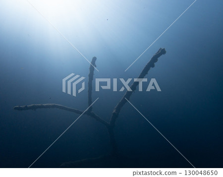 Driftwood at Lake Motosu 130048650