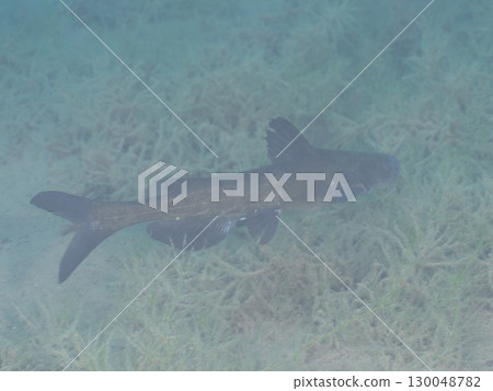 本棲湖的一條疑似吉吉魚 130048782