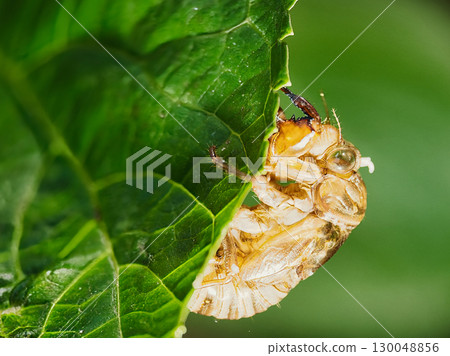 蟬殼棲息在葉子上 130048856