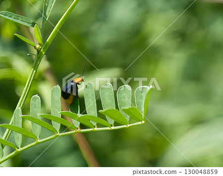 Leaf beetle on a leaf Leaf beetle on a leaf 130048859