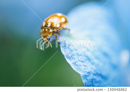 White-spotted ladybugs searching for aphids White-spotted ladybugs searching for aphids 130048862