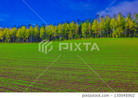 寧靜的鄉村風光 130048902