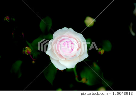 Pink roses floating on a black background 130048918