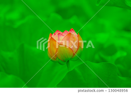 Peach (lotus bud) 130048956