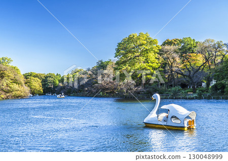 井之頭公園與井之頭池的自然風光【東京都、武藏野市~三鷹市】 井之頭公園與井之頭池的自然風光【東京都、武藏野市~三鷹市】 130048999