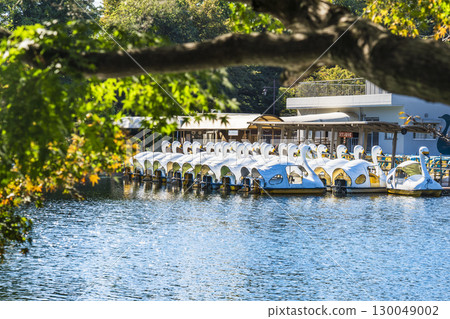 Natural scenery of Inokashira Park: Swan boats floating on the pond [Tokyo, Musashino City - Mitaka City] 130049002