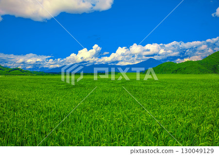 Midsummer rural landscape and blue sky 130049129