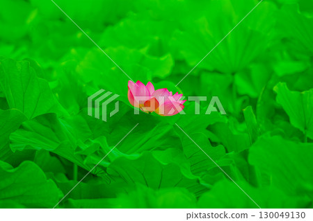 蓮花 130049130