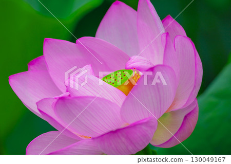 蓮花童 130049167