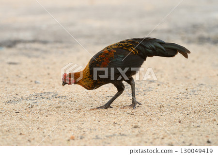Selective focus of chicken.Chicken were looking for food. 130049419
