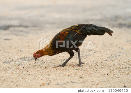 Selective focus of chicken.Chicken were looking for food. 130049420