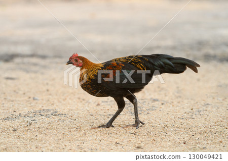 Selective focus of chicken.Chicken were looking for food. 130049421
