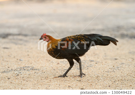 Selective focus of chicken.Chicken were looking for food. 130049422