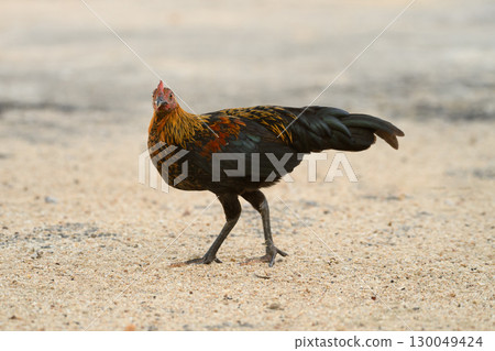Selective focus of chicken.Chicken were looking for food. 130049424