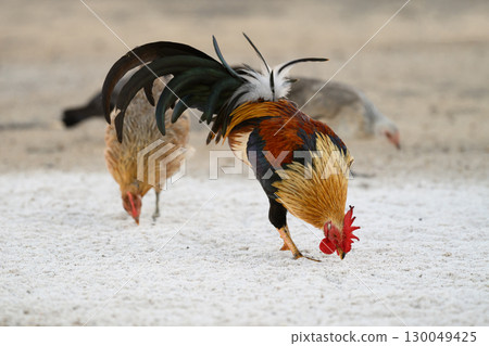 Selective focus of chicken.Chicken were looking for food. 130049425
