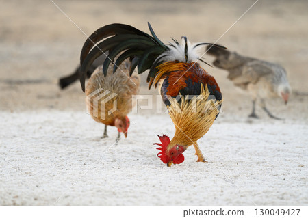 Selective focus of chicken.Chicken were looking for food. 130049427