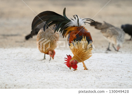 Selective focus of chicken.Chicken were looking for food. 130049428