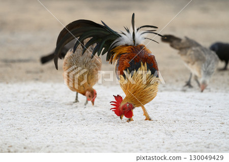 Selective focus of chicken.Chicken were looking for food. 130049429
