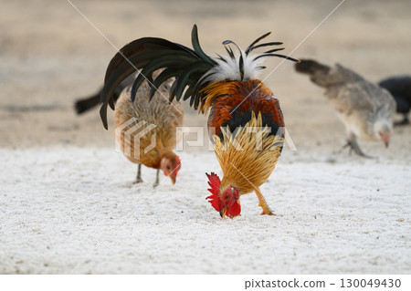 Selective focus of chicken.Chicken were looking for food. 130049430