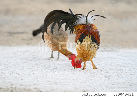 Selective focus of chicken.Chicken were looking for food. 130049431