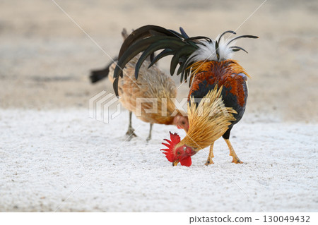 Selective focus of chicken.Chicken were looking for food. 130049432