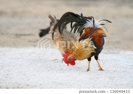 Selective focus of chicken.Chicken were looking for food. 130049433
