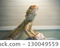 沐浴在光芒中的鬃獅蜥 130049559