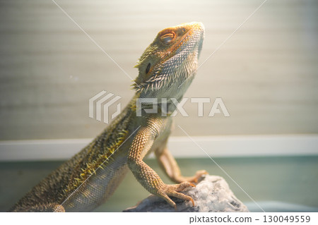 Bearded dragon bathed in light Bearded dragon bathed in light 130049559