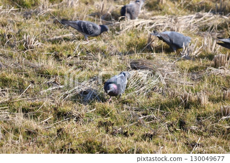 Pigeons feeding in the rice fields 130049677