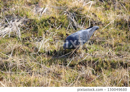 Pigeons feeding in the rice fields 130049680