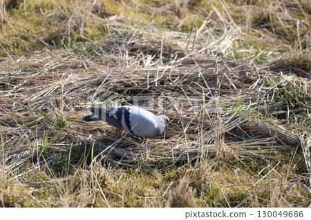 鴿子在稻田裡覓食 鴿子在稻田裡覓食 130049686