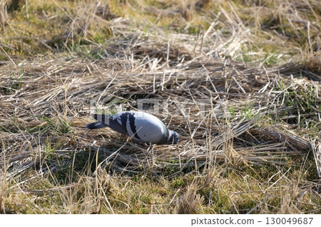 Pigeons feeding in the rice fields 130049687